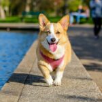 Wybieg dla psów — Czy jest to odpowiednie miejsce dla Twojego pupila